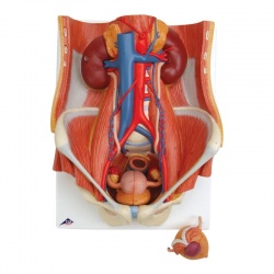 6-Part Dual-Sex Urinary System Model