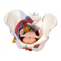 6-Part Female Pelvis Model