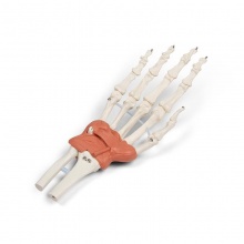 Erler-Zimmer Skeleton Hand and Wrist Model
