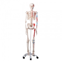 Anatomical Model Skeleton with Painted Muscles Max A11