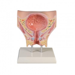 Erler-Zimmer Female Bladder Model