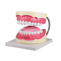 Erler-Zimmer 3-Times Enlarged Oral Hygiene Dental Model