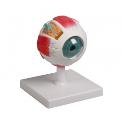 Erler-Zimmer 6-Part Eye Model