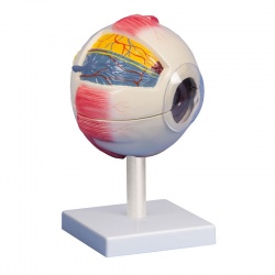 Erler-Zimmer 6-Times Life-Size Eye Model (6-Part)