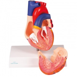 Erler-Zimmer Anatomical Heart Model (2-Part)