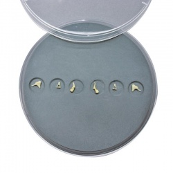 Erler-Zimmer Auditory Ossicles Model Set