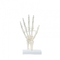 Erler-Zimmer Basic Skeleton Hand Model