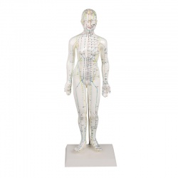 Erler-Zimmer Chinese Acupuncture Female Figure