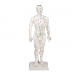 Erler-Zimmer Chinese Acupuncture Male Figure