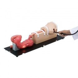 Erler-Zimmer EGD (Esophago-Gastro-Duodenoscopy) Simulator