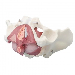 Erler-Zimmer Female Pelvis Model with Pelvic Floor Muscles