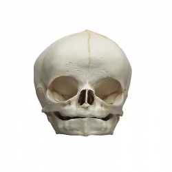 Erler-Zimmer Fetal Skull Model (40 Weeks)