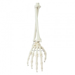 Erler-Zimmer Forearm and Hand Skeleton Model