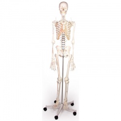 Erler-Zimmer Full-Size Skeleton Model Arnold with Muscle Markings