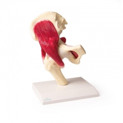 Erler-Zimmer Hip Joint Model with Muscles