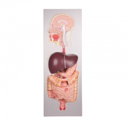 Erler-Zimmer Human Digestive System Model (5-Part)