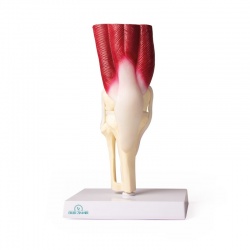 Erler-Zimmer Knee Joint Model with Muscles