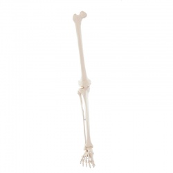 Erler-Zimmer Leg Skeleton Model