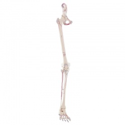 Erler-Zimmer Leg Skeleton Model with Half Pelvis and Muscle Markings