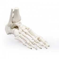 Erler-Zimmer Lifesize Skeleton Foot Model with Tibia and Fibula