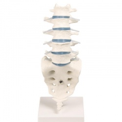 Erler-Zimmer Anatomical Lumbar Spine Model