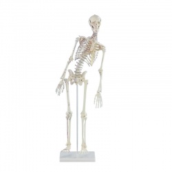 Erler-Zimmer Miniature Skeleton Model Fred with Moveable Spine