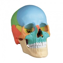 Erler-Zimmer Osteopathic Painted Skull Model (22-Part)