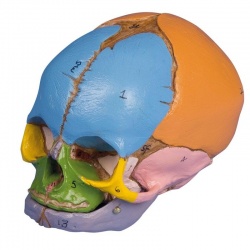 Erler-Zimmer Painted Fetal Skull Model - 38 Week