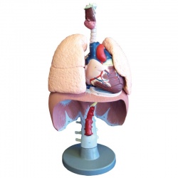 Erler-Zimmer Respiratory Organs Model