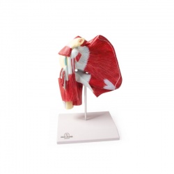 Erler-Zimmer Shoulder Skeleton Model with Deep Muscle