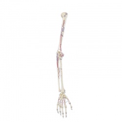 Erler-Zimmer Skeleton Arm Model with Muscle Markings