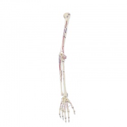 Erler-Zimmer Skeleton Arm Model with Muscle Markings