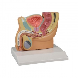 Erler-Zimmer Male Pelvis Cross-Section Model