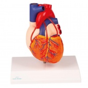 Erler-Zimmer Heart Bypass Model (2-Part)