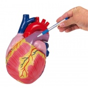 Erler-Zimmer Giant Heart Model (2-Part)