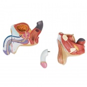 Erler-Zimmer Male Genital Organs Model (4 Part)