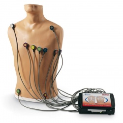 Life/Form 15-Lead ECG Placement Trainer