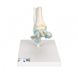 Foot Skeleton Model with Ligaments