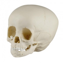 Erler-Zimmer Paediatric Skull Cast (1 1/2 Year Old)