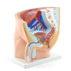 Anatomical Male Pelvis Model