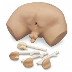 Erler-Zimmer Prostate Examination Simulator