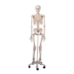 3B Scientific A10 Anatomical Model Skeleton Stan