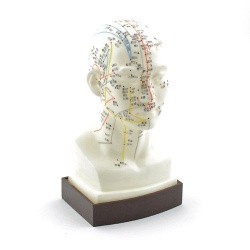 Acupuncture Model of the Head