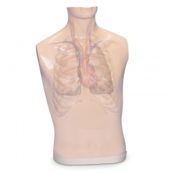Additional Body for Auscultation Trainer