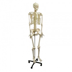 Anatomical Model Life-Size Skeleton