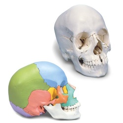 3B Scientific A291 Beauchene Adult Human Skull Model (22-Part) (Coloured)