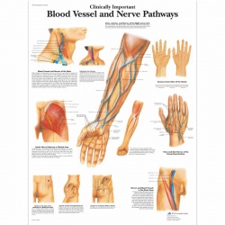 Blood Vessels and Nerves Chart