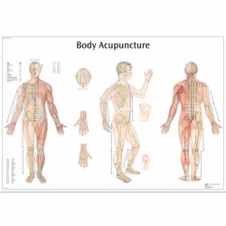 Body Acupuncture Chart