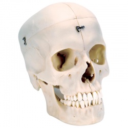 BONElike Human Bony Skull Model (6-Part)