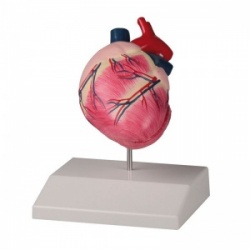 Erler-Zimmer Life Size Dog Heart Model